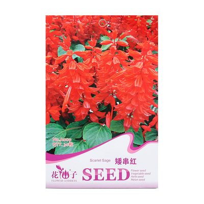 阳台易种室内盆栽 矮串红 花卉种子彩包包装 发芽率高