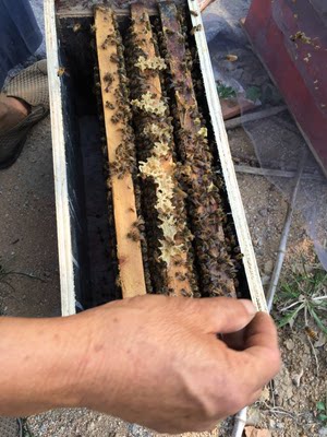 出售蜜蜂活体低价带箱意蜂蜂王蜂群包邮寄大仔脾巢脾三脾约六千蜂
