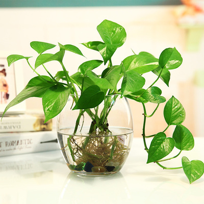 透明创意玻璃花瓶绿萝水培花器客厅餐桌茶几迷你绿色植物摆件