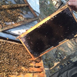 特价天然老蜂巢5年老蜜蜂窝老巢脾蜂蜜老蜂巢半斤蜂场直销