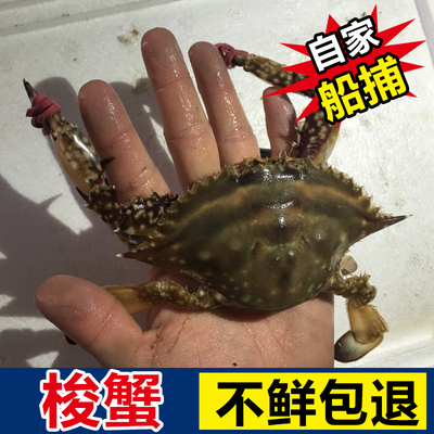 名龙钳新鲜海鲜鲜活梭子蟹母蟹野生海蟹红膏蟹飞蟹白蟹3-4个一斤