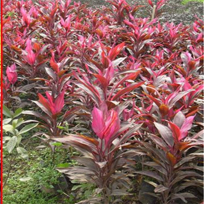 花卉盆栽 水培室内植物 亮叶朱蕉苗 红边朱蕉 千年木 红铁树 红竹