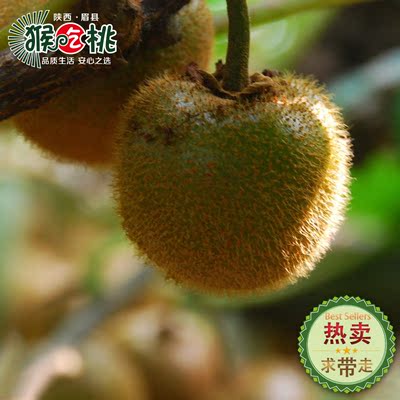 陕西眉县 良心品质绿色有机新鲜原生态猴吃桃酵素猕猴桃30粒大果