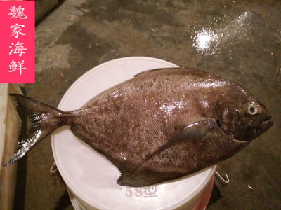 海鲜水产鲜活 新鲜海鱼天然鸡昌鱼鸡鲳鱼黑仓鱼、一条一斤以上
