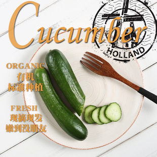 荷兰青小黄瓜2斤约18根 农场直供 有机新鲜蔬菜水果 农产品 包邮