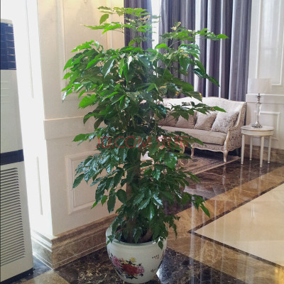 大中型植物 绿宝/幸福树办公室客厅室内绿色盆栽植物净化空气时