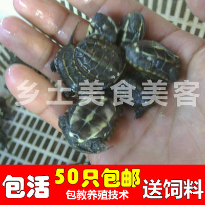 大小乌龟活体 外塘中华草龟冷水龟包邮