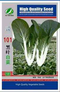 (101)一代杂交黑叶白菜种子  耐热  耐雨的好品种