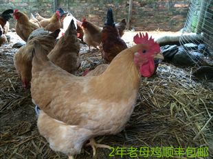 广东乡村农家土鸡散养月子鸡现宰现发新鲜鸡肉散养土鸡农家顺丰