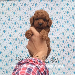 上海浦东 家养纯种 红泰迪犬幼犬 普通玩具体型 泰迪贵宾狗狗出售