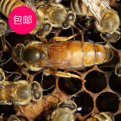2016蜜蜂活体蜂王意蜂蜂王出售产卵新王交尾王生产王包邮蜜蜂种蜂