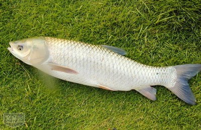 草鱼 白鲩 原生鱼 冷水鱼  观赏鱼