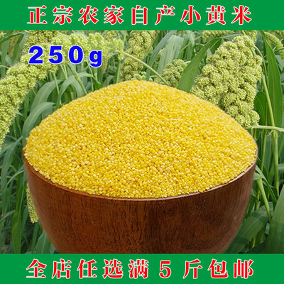 小黄米新米有机月子米250g小米粥黄小米2015农家自产新米五谷杂粮
