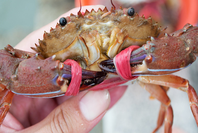 新鲜海鲜水产石蟹肉蟹花盖蟹鲜活梭子蟹海螃蟹花蟹青蟹8只包顺丰