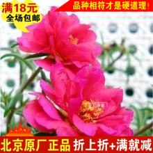 红日太阳花的种子小盆栽庭院阳台春秋盆栽四季种花卉种子原厂正品