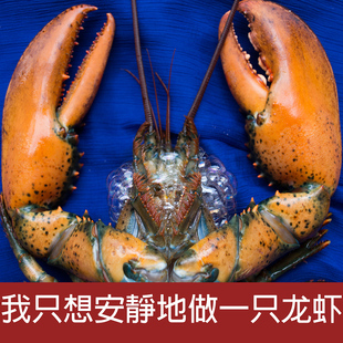 进口海鲜水产 波士顿大龙虾鲜活 加拿大龙虾 海鲜鲜活
