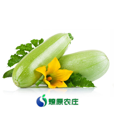 【燎原特惠】西葫芦 茭瓜 绿色种植绿色无公害蔬菜新鲜青菜顺丰