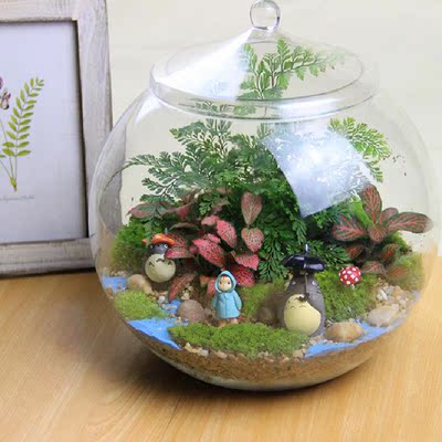 大号圆瓶苔藓微景观DIY盆栽龙猫生态瓶奇趣植物创意礼品大号直径