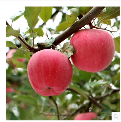 丰县大沙河红富士苹果，好吃又营养有“记忆果”“美容果”之称