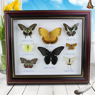 天然真蝴蝶标本相框31*36 工艺摆件收藏生日结婚送礼佳品画框包邮