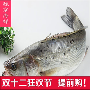 石浦魏家海鲜海鲈鱼 1斤多/条 石浦鲈鱼 非池子养殖 活鱼大鲜鱼