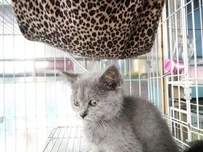 温州家养纯种俄罗斯蓝猫 疫苗已经做齐 保证纯种健康