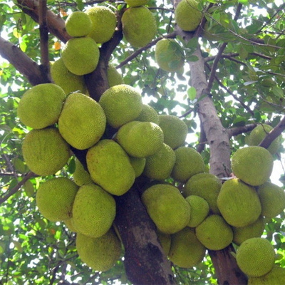 水果树苗 马来西亚菠萝蜜苗 树菠萝 木菠萝 苞萝 嫁接苗