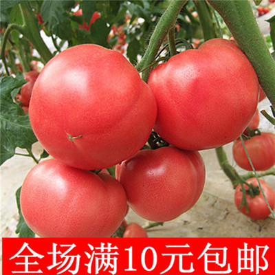 蔬菜种子【白果强丰番茄种子】大西红柿种子 果实粉红 满10元包邮