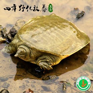 小龍哥生态甲鱼龟鲜活中华童子鳖活体鱼王八2.2斤-2.4斤包邮