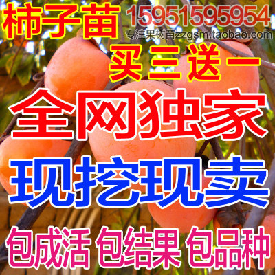 嫁接柿子树苗日本甜柿子 黑柿树苗 磨盘柿子南方北方种植当年结果