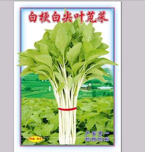 白梗白尖叶苋菜   产量第一 抗热 抗病的好品种