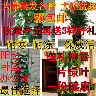 大型盆栽花卉植物四季青发财树散尾葵 大叶小叶绿萝 平安树幸福树