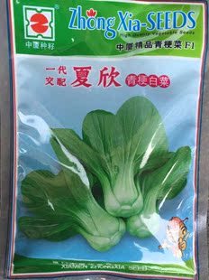 夏欣2号青梗菜种子4-10月份播种的好品种