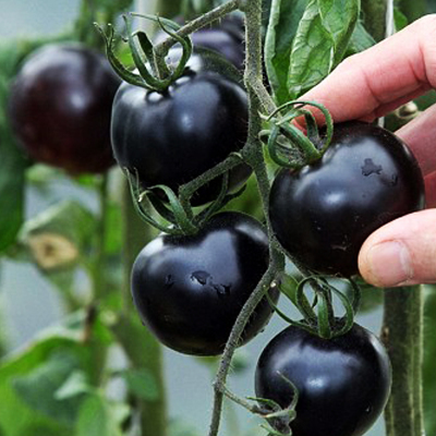 黑珍珠番茄 蔬菜种子 西红柿籽 庭院阳台种菜 家庭盆栽易种水果