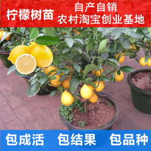 香水柠檬果树苗当年结果四季美国青柠果苗台湾香水柠檬果树包邮