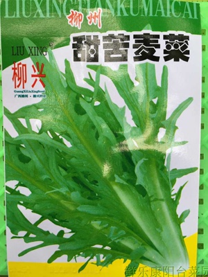 318甜苦麦菜种子 苦苣菜苦麻菜甜苣荬菜种子阳台盆栽5克