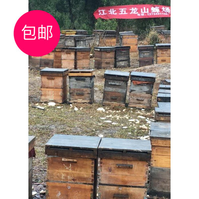 [江北五龙山蜂场 ] 出售意蜂蜂群笼蜂群活体蜜蜂群低价包邮免邮费