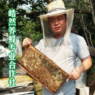 蜂蜜1000克春季蜜槐花蜜液态蜜农家自产自销清热降火包邮蜂场直销