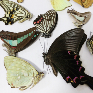 A1天然真蝴蝶标本品未展翅 全球各种原蝶杂蝶 昆虫标本教具教学