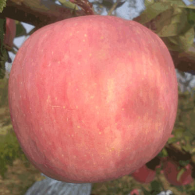 农家自产苹果现摘苹果2016秋季新鲜苹果65#香脆红富士苹果10斤装