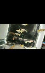 热带鱼黄金孔雀鱼缎带