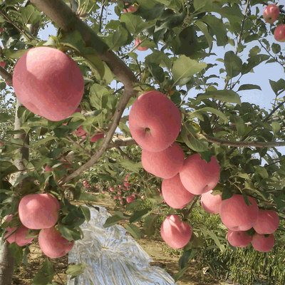 农家自产苹果现摘苹果2016秋季新鲜80#红富士苹果10斤装
