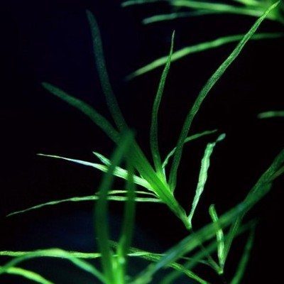 100%自养小竹节 虾缸造景躲避必备竹节草 最好养的水草