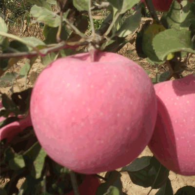 平凉金果静宁苹果现摘苹果新鲜苹果70#香脆红富士苹果10斤装