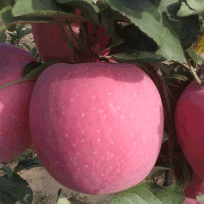 自产苹果现摘苹果平凉金果静宁新鲜苹果60#香脆红富士苹果10斤