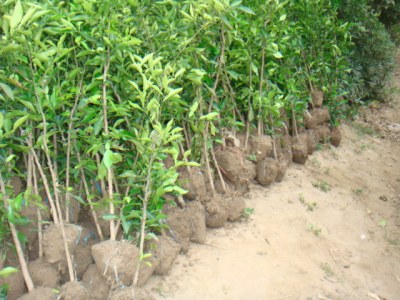 香橼树苗高1.3-1.5米高，大量供应