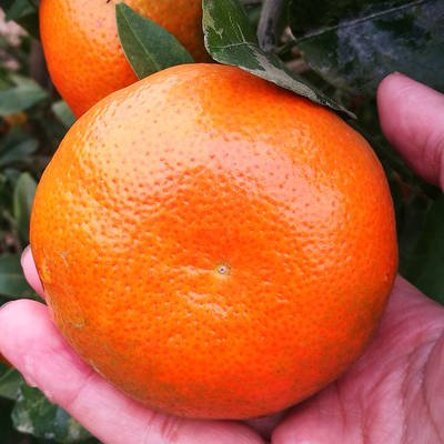 四川桔子新鲜水果包邮 春见 默科特8斤橘子 时令新鲜水果涌泉蜜桔