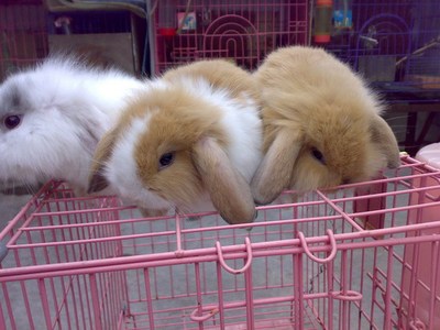 自家繁殖垂耳兔侏儒兔道奇兔荷兰兔包打疫苗 杭州市送货上门