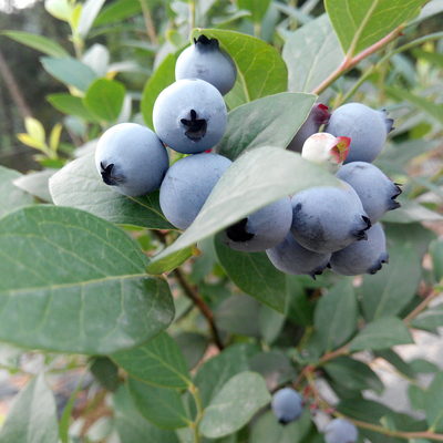 【现货】新鲜蓝莓水果 特级四川蓝莓鲜果露天125g×5盒顺丰包邮