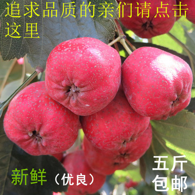 新鲜山楂水果包邮山楂鲜果红果糖葫芦原料2500g包邮糖葫芦特价